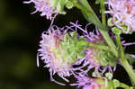 Roughleaf blazing star <BR>Tall blazing star